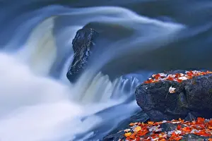 Brooks Falls Prints: Maple leaves on the shore of the Magnetewan River at Brooks Falls Emsdale, Ontario, Canada