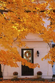 Door Gallery: Maple tree and white house, Peacham, Vermont, USA