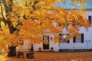 Images Dated 21st October 2022: Maple tree and white house, Peacham, Vermont, USA