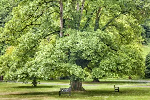 Maple Prints: Maple trees in the park at Castle Combe Manor House, Wiltshire, England
