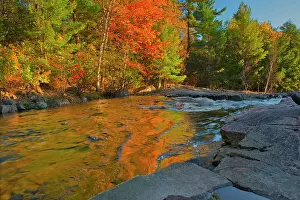 Maple Trees Prints: Maple Trees reflected in the Rosseau River at Lower Rosseau Falls in autumn Rosseau
