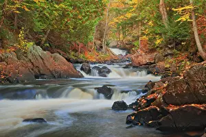 Maple Trees Prints: Maple trees on the shore of the Magnetewan River at Brooks Falls Emsdale, Ontario, Canada