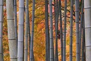Images Dated 24th November 2006: Maples trees & bamboo, Arashiyama, Kyoto, Japan
