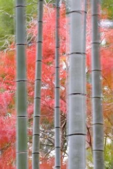 Forests Gallery: Maples trees & bamboo, Arashiyama, Kyoto, Japan