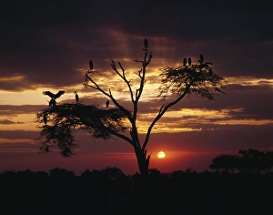 Acacia Tree Gallery: Marabou storks
