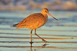 Sand Beach Prints: Marbled Godwit (Limosa fedoa), Morro Bay, California, USA