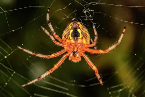 Spider Prints: Marbled Orb Weaver (Araneus marmoreus)