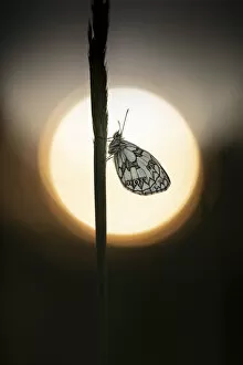Images Dated 13th October 2021: Marbled White (Melanagria galathea) roosting on grass stem at sunset