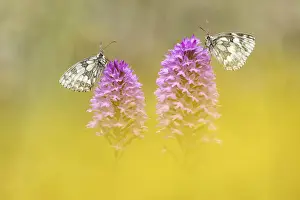 Pair Prints: Marbled White (Melanagria galathea) roosting on Pyramidal Orchid (Anacamptis pyramidalis)