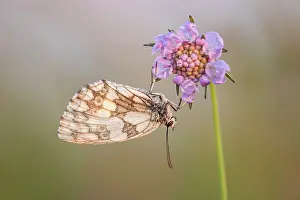 Butterfly Prints: Marbled White (Melanagria galathea) roosting on scabious flower