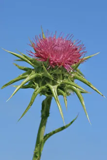 Pienza Prints: Marian thistle - Italy, Tuscany, Siena, Val d Orcia, Pienza