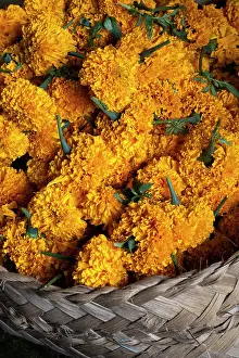 East Bali Prints: Marigold flowers for temple offerings in a market in East Bali, Bali, Indonesia