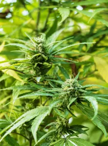 Crop Gallery: Marijuana Plant at Rastafarian Community, Blue Mountains, Saint Andrew Parish, Jamaica