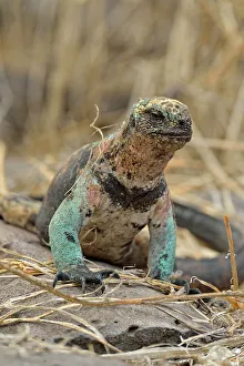 Lizards Prints: Marine iguana (Amblyrhynchus cristatus)