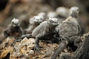 Ecuadorian Prints: Marine Iguana, Isla Isabela, Galapagos Islands, Ecuador