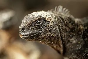 Ecuadorian Prints: Marine Iguana, Isla Isabela, Galapagos Islands, Ecuador