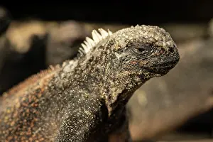 Ecuadorian Prints: Marine Iguana, Isla Isabela, Galapagos Islands, Ecuador