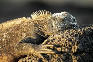 Ecuadorian Prints: Marine Iguana, Isla Isabela, Galapagos Islands, Ecuador