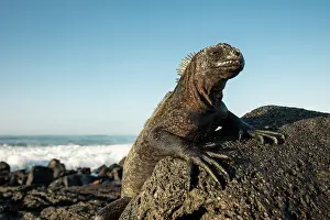 Ecuadorian Prints: Marine Iguana, Isla Isabela, Galapagos Islands, Ecuador