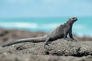 Ecuadorian Prints: Marine Iguana, Isla Isabela, Galapagos Islands, Ecuador