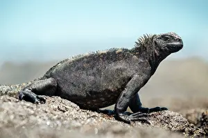 Ecuadorian Prints: Marine Iguana, Isla Isabela, Galapagos Islands, Ecuador
