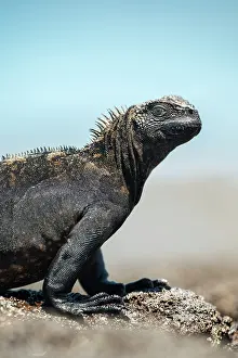 Ecuadorian Prints: Marine Iguana, Isla Isabela, Galapagos Islands, Ecuador