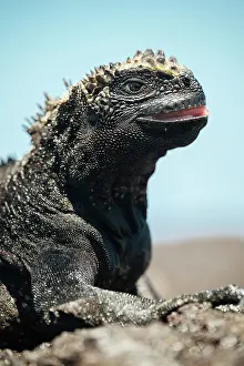 Ecuadorian Prints: Marine Iguana, Isla Isabela, Galapagos Islands, Ecuador