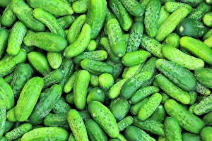 Winnipeg Prints: Market garden vegetables - cucumbers Winnipeg, Manitoba, Canada