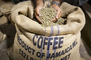 Images Dated 25th September 2012: Marley Coffee ready for roasting, Marley Coffee, Kingston, St. Andrew Parish, Jamaica
