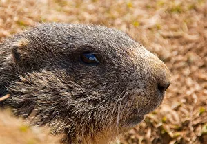 Central Alps Prints: Marmot. Valtellina, Lombardy, Italy