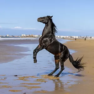 Marrakesh-Safi (Marrakesh-Tensift-El Haouz) region, Essaouira, a black Barb horse rears up on the beach near Essaouira