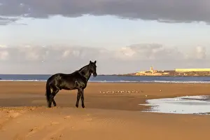Marrakesh-Safi (Marrakesh-Tensift-El Haouz) region, Essaouira, a black Barb horse stands on the beach near Essaouira