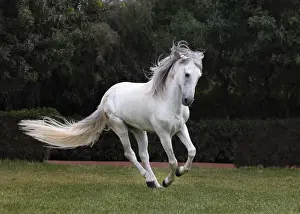 Marrakesh-Safi (Marrakesh-Tensift-El Haouz) region, Essaouira, a white Barb horse runs free