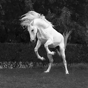 Marrakesh-Safi (Marrakesh-Tensift-El Haouz) region, Essaouira, a white Barb horse runs free