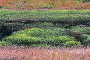 Images Dated 20th April 2023: Marsh alonh Vermilion Lakes in autumn, Banff National Park, Alberta, Canada