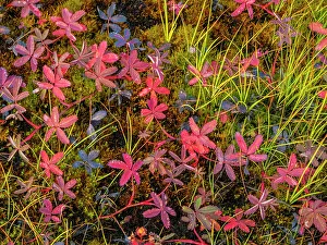 Daytime Prints: Marsh Cinquefoil (Comarum palustre) in autumn, Nunavik, Quebec, Canada