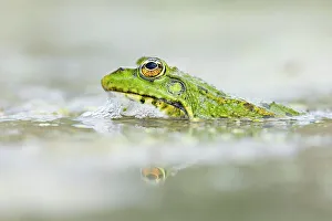 Bulgaria Prints: Marsh frog (Pelophylax ridibundus), near Bratsigovo, Bulgaria