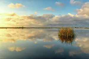 Louisiana Prints: Marsh grasses in a wetland near Lake Pontchartrain