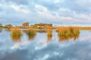 Grasses Prints: Marsh grasses in a wetland near Lake Pontchartrain