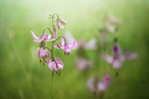 Images Dated 21st October 2020: Martagon Lily growing wild Parque National des Ecrins, French Alps, France