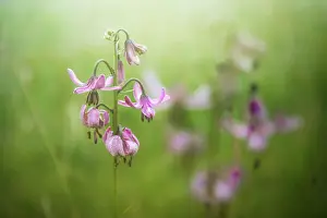Cote Dazur Prints: Martagon Lily growing wild Parque National des Ecrins, French Alps, France