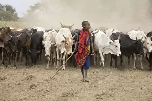 Images Dated 11th November 2020: Masaai boy with cattle, Arusha, Tanzania
