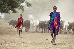 Images Dated 11th November 2020: Masaai boys with cattle, Arusha, Tanzania