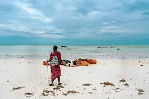 Clear Prints: Masai and caws on the beach, Paje, Zanzibar, Tanzania, Africa