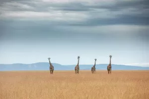 Images Dated 27th February 2023: Masai giraffe (Giraffa camelopardalis tippelskirchi or Giraffa tippelskirchi)