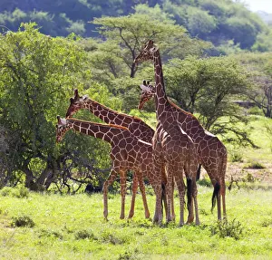Ecosystem Prints: Masai Giraffe (Giraffa camelopardalis tippelskirchi), Samburu National Reserve, Kenya