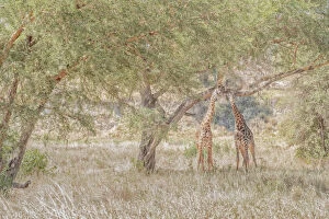 Game Reserve Collection: Masai giraffes (Giraffa camelopardalis tippelskirchii), also spelled Msai giraffe