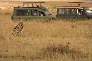 Masai Collection: Masai Mara Park, Kenya, Africa, Cheetah