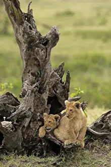 Cats Prints: Masai Mara Park, Kenya, Africa Copy of lion cubs inside a trunk