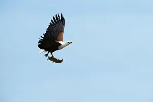 African Fish Eagle Gallery: Masai Mara Park, Kenya, Africa A Fish Eagle in flight shot with a fish in its claws cat